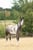 Horse ad