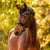 Annuncio cavallo