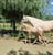 Annuncio cavallo