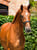 Horse ad