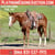 Paardadvertentie