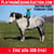 Horse ad