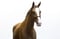 Annuncio cavallo