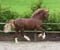 Horse ad