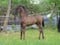 Horse ad