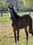 Annuncio cavallo