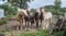 Horse ad