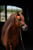 Horse ad