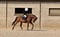 Horse ad