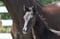 Horse ad