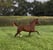 Horse ad