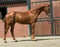 Anuncio de caballos