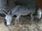 Annuncio cavallo