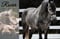 Annuncio cavallo