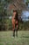Annonce cheval