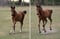 Annuncio cavallo