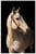 Horse ad