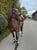 Annuncio cavallo