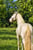 Annuncio cavallo