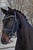 Horse ad