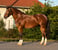 Annuncio cavallo