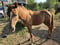 Horse ad
