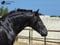 Annuncio cavallo