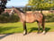 Annuncio cavallo