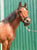 Horse ad