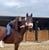 Horse ad