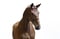 Annuncio cavallo