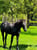 Horse ad