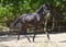 Horse ad