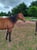 Horse ad