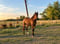 Annonce cheval