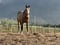Annuncio cavallo