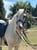 Horse ad