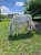 Horse ad