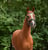Horse ad