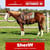 Paardadvertentie