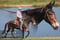 Horse ad