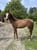Annonce cheval