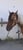 Horse ad