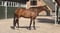 Annuncio cavallo