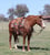 Horse ad
