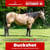 Paardadvertentie