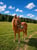 Annonce cheval