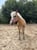 Horse ad