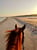 Horse ad