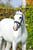 Horse ad